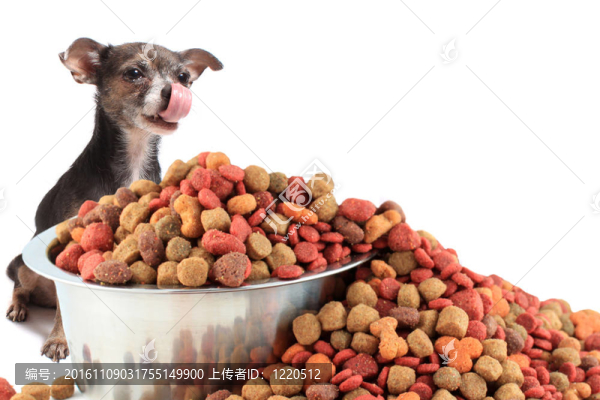 狗舔看著狗食