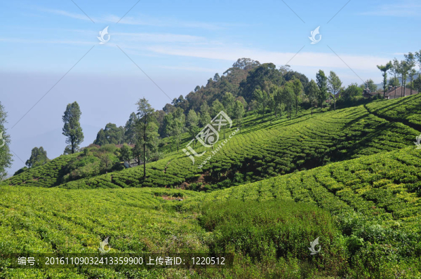 綠茶