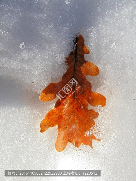 落下的橡樹葉覆蓋在雪地和陽光之上