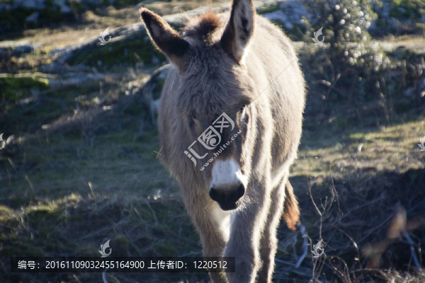 小驢走在草地上