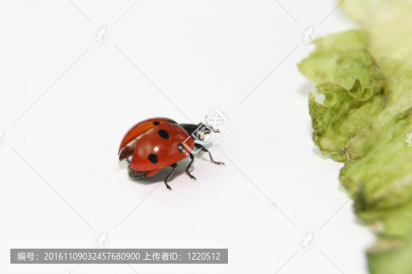 瓢蟲在綠色食葉
