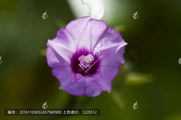 水滴的早晨的榮耀