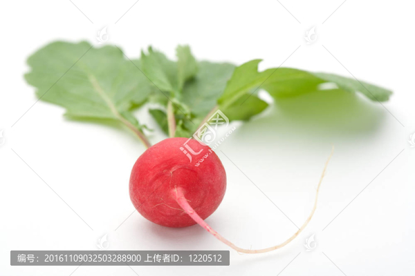 蘿卜