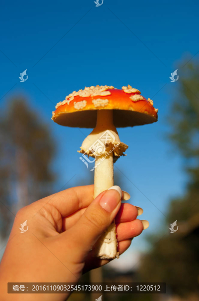 粉木耳蘑菇