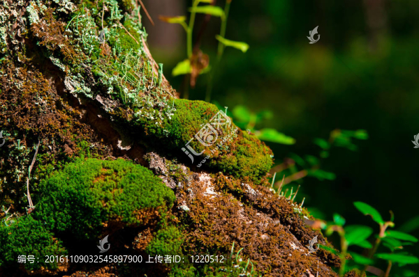 青苔的樹