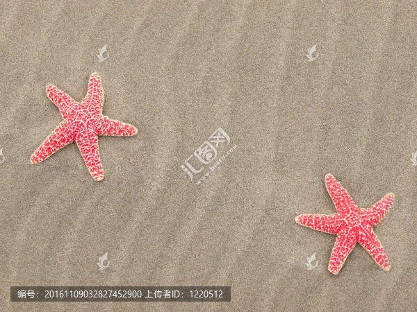 紅海星在沙灘上，海風(fēng)吹拂的沙紋