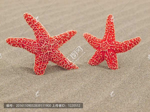 紅海星在沙灘上，海風吹拂的沙紋