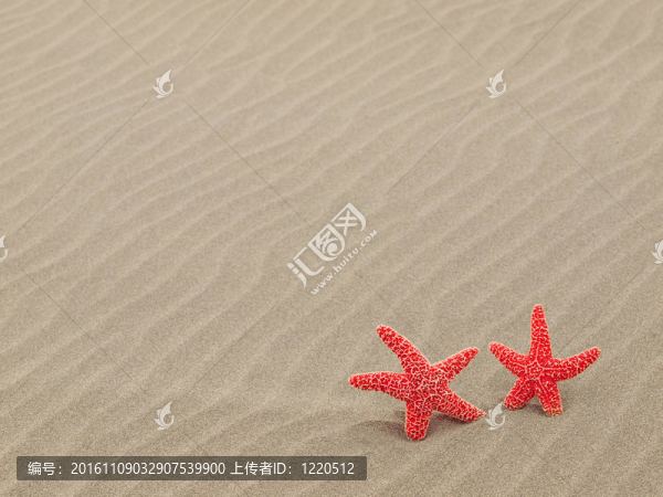 紅海星在沙灘上，海風(fēng)吹拂的沙紋