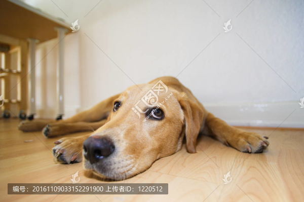 拉布拉多獵犬