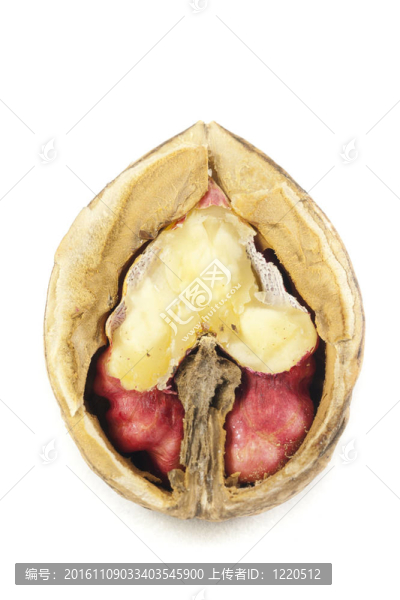 核桃（Juglans,regia）