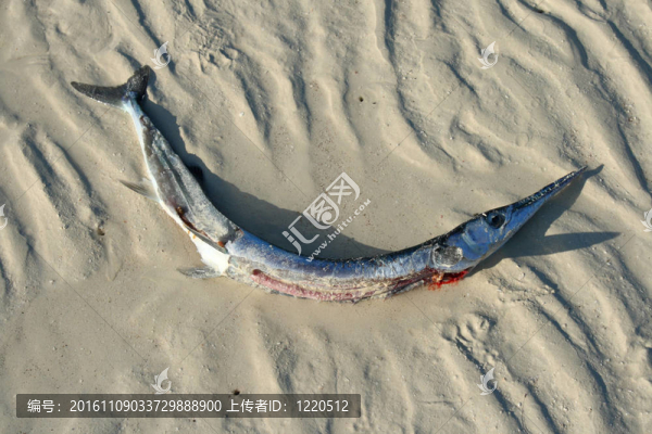 從污染的海灘上的死魚