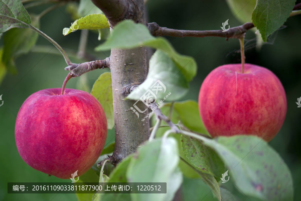 蘋(píng)果