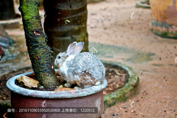 兔子