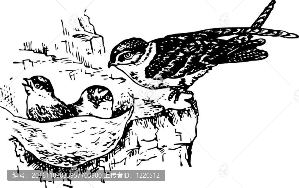 鳥類金絲燕
