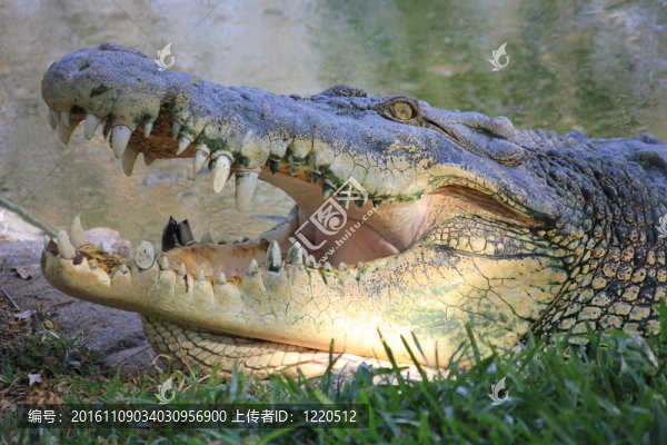 咸水鱷魚