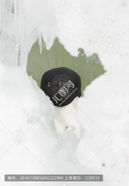 雪中的企鵝頭像框。