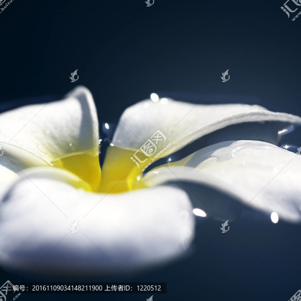 晚上的時(shí)間在一個(gè)水雞蛋花。水療產(chǎn)品的概念主題。極淺的場。