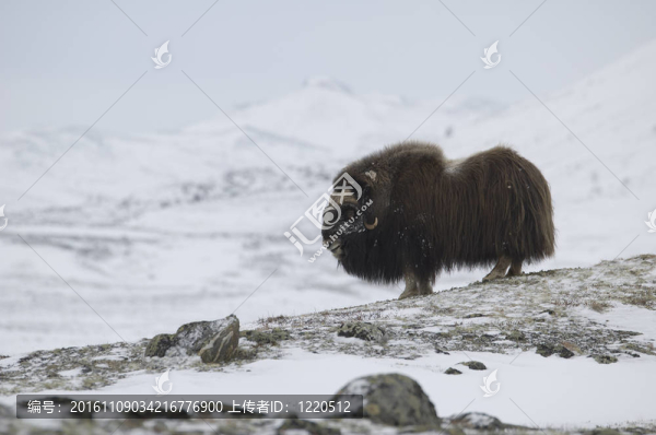 麝香牛在Norge