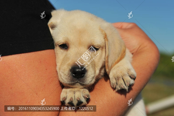 小狗拉布拉多獵犬