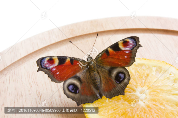 孔雀蝴蝶