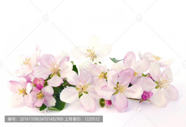 蘋(píng)果花-分離