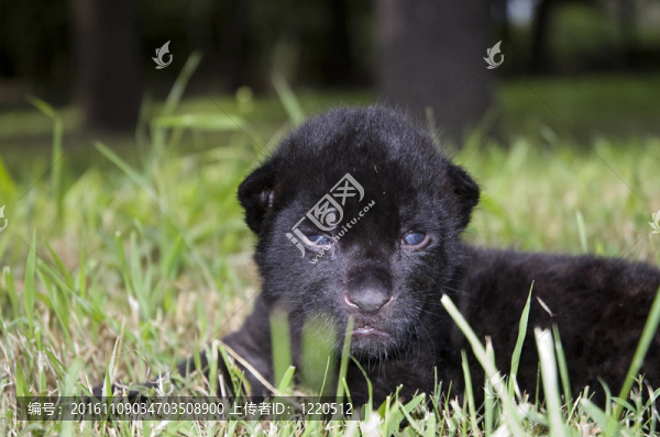 黑色的美洲豹幼崽（Panthera,onca）