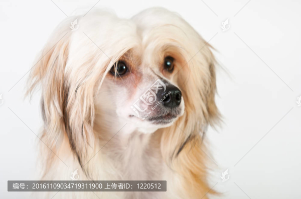 狗