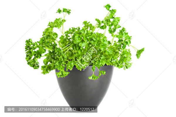 新鮮的香菜