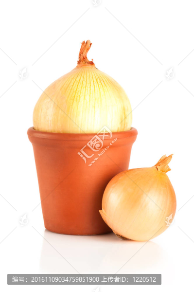 洋蔥生長(zhǎng)在鍋里