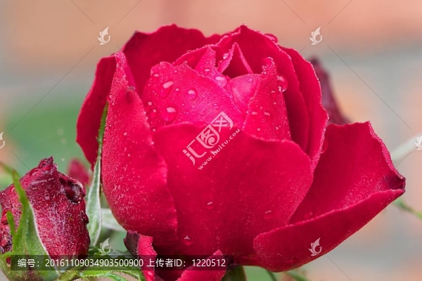 紅玫瑰與雨滴