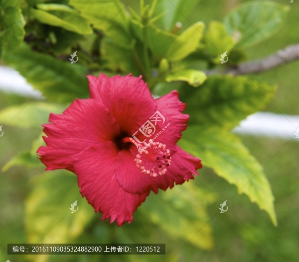 hibiscu