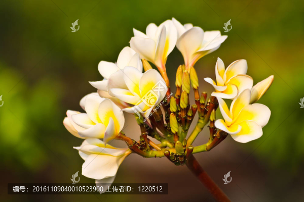 雞蛋花的白色和黃色的有限