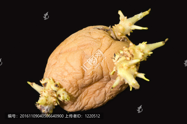 發(fā)芽馬鈴薯塊莖