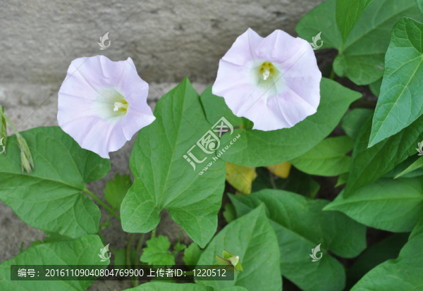 Flowers；田旋花