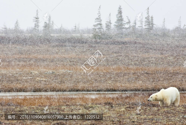 歡迎雪；歡迎生活