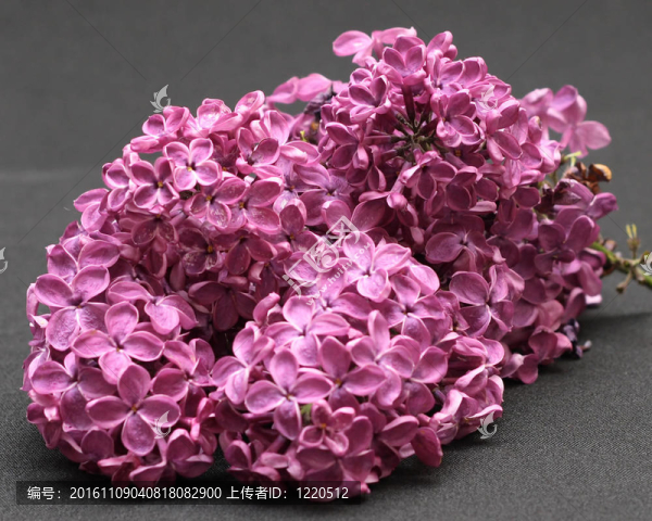 丁香花