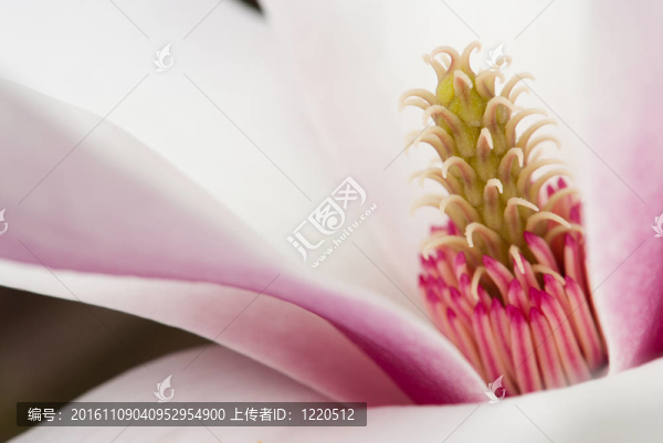 木蘭