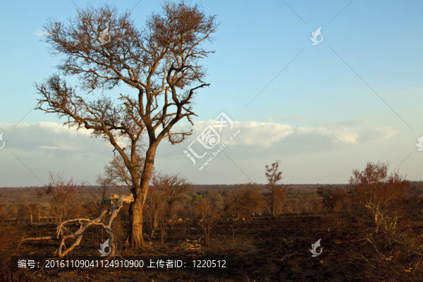 自然保護(hù)區(qū)的樹(shù)，有云和藍(lán)天