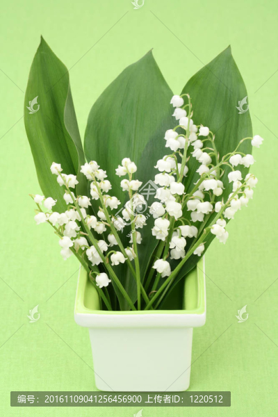 山谷的百合花