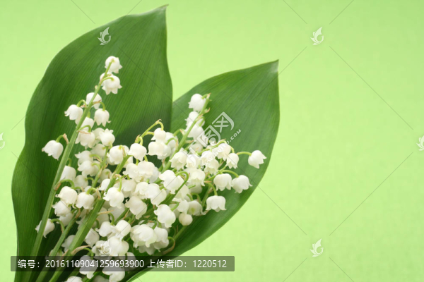 山谷的百合花