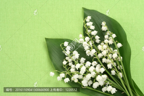 山谷的百合花