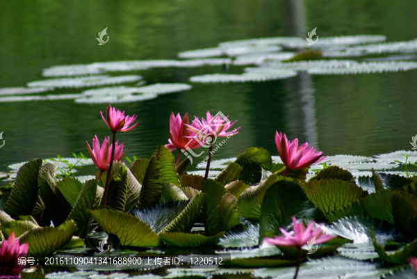 蓮花