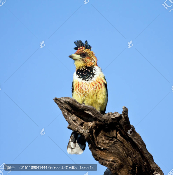 鳳頭鳥坐在明亮的藍色天空的樹樁