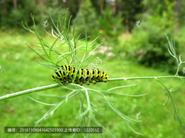 卡特彼勒；Swallowtail；蝴蝶；帆船；小枝蒔蘿；條紋；