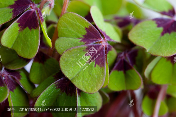 四片葉子的三葉草