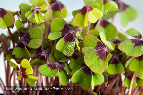 四片葉子的三葉草
