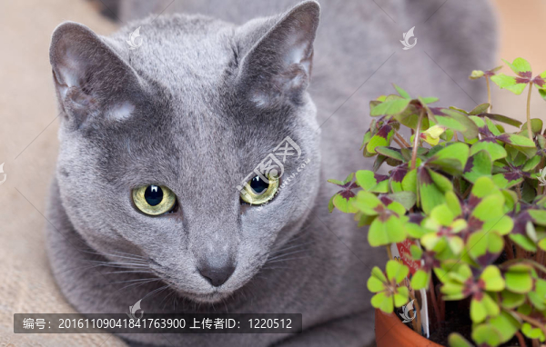 貓和四片葉子的三葉草