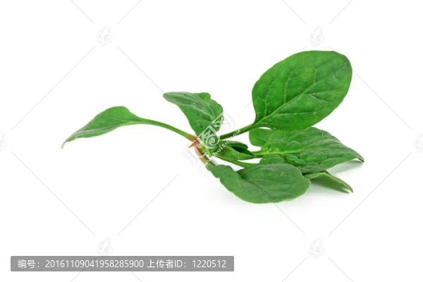 菠菜