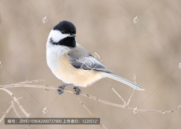 黑頂山雀