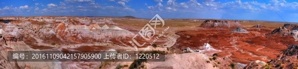 石化森林全景